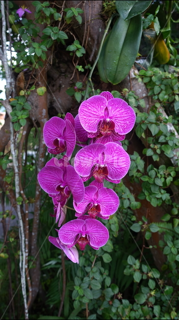 plant,식물,flower,blossom,꽃,난초,난,붉은꽃,빨간꽃,purple,orchid