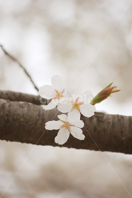 벚꽃,꽃,봄,새싹,봄내음,나무,꽃잎,tree,flower,spring,plant,식물,봄,계절,spring,season,꽃,flower