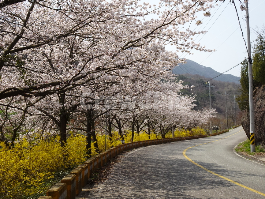하동,벚꽃,쌍계사,하동벚꽃,개나리,봄,시골길,봄,계절,spring,season,자연,풍경,nature,landscape,asphalt,아스팔트,plant,식물