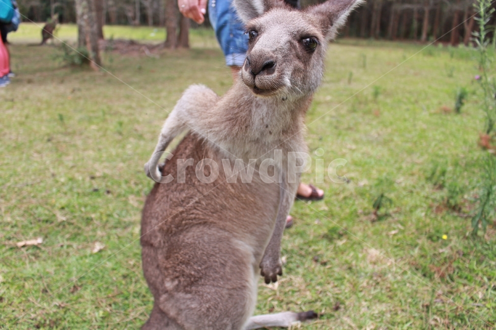 캥거루,kangaroo,모리셋,귀여운,moriset,동물,animal,포유류,mammal