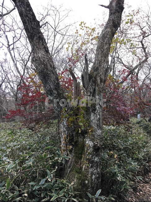 가을,한라산,나무,제주,다채로움