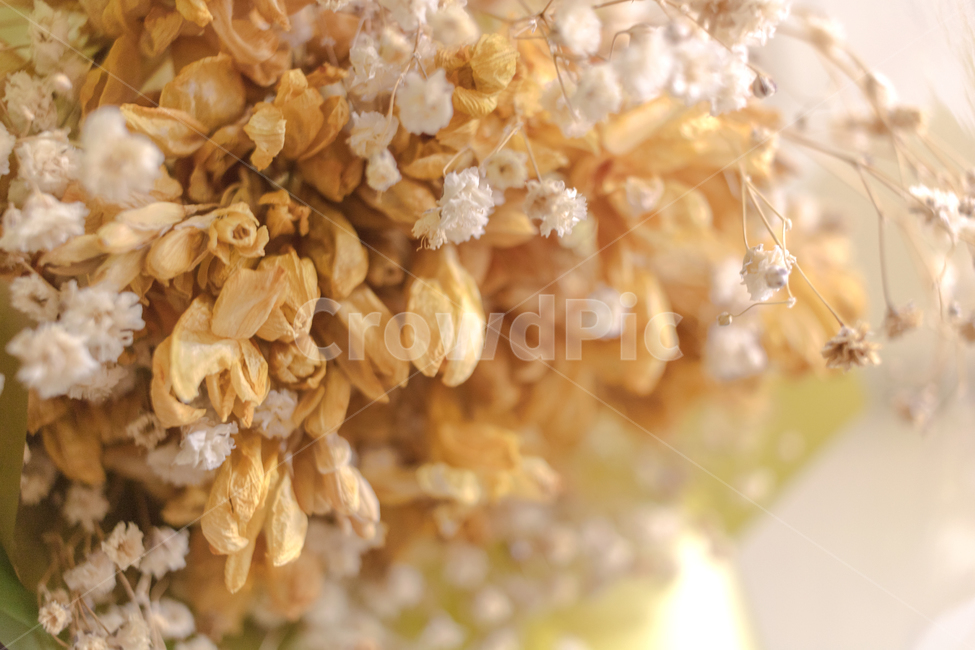 sweets,confectionery,꽃,flower,드라이플라워,driedflower