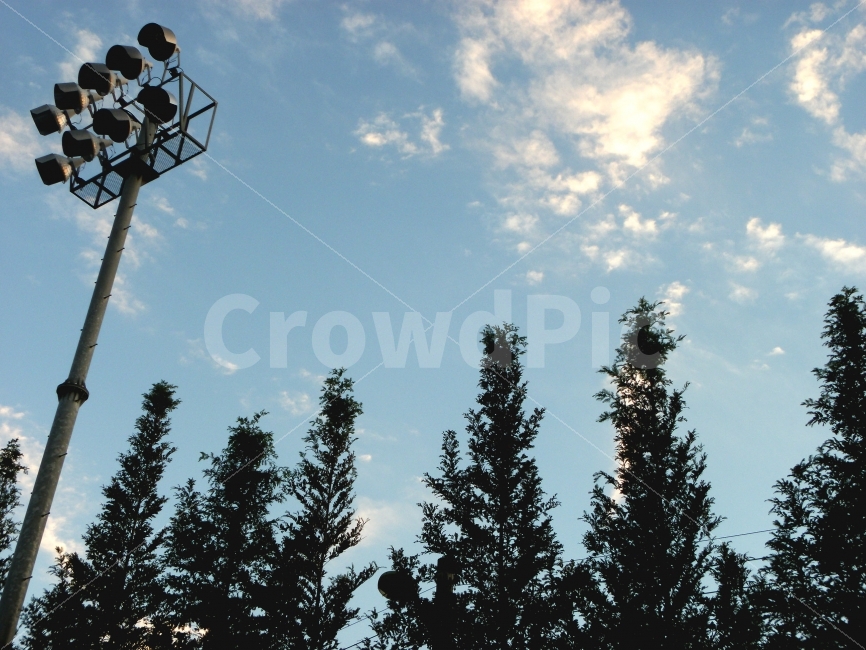 가까이,나무,하늘,운동장,운동,자연,풍경,nature,landscape,plant,식물,tree,fir,전나무