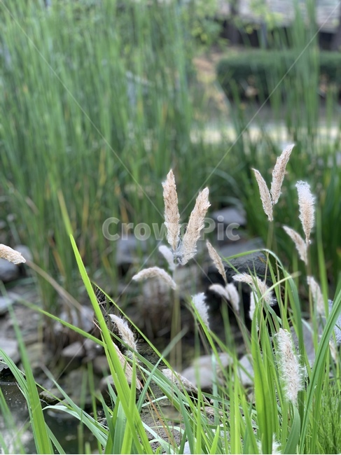 grass,plant,식물,갈대,버들,연못가,pond,자연,nature