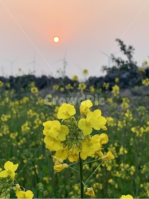 유채꽃,일몰,제주꽃,판포바다,해안도로,식물,자연,plants,nature,꽃,flower