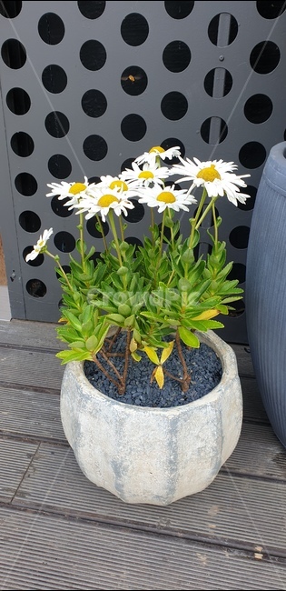 plant,식물,국화,가을꽃,산,화분,흰국화,가을,플라워