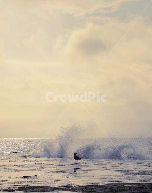바다,갈매기,풍경,파도,노을,sea,seagull,wave,scenery,해변,바다,beach,sea