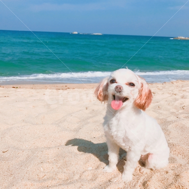 강아지,바다,미소,여행,반려견,동물,애완견,산책,강릉,말티즈,하늘,해변,바다,beach,sea,동물,animal,포유류,mammal,개,강아지,dog,doggy