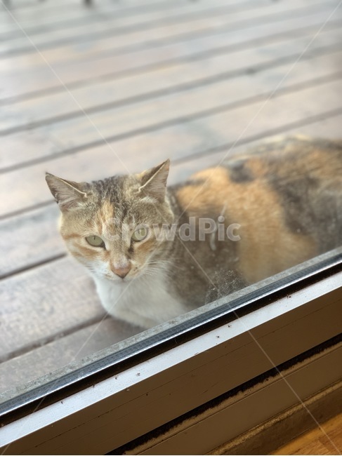 고양이,cat,길고양이,동물,야생동물,귀여운