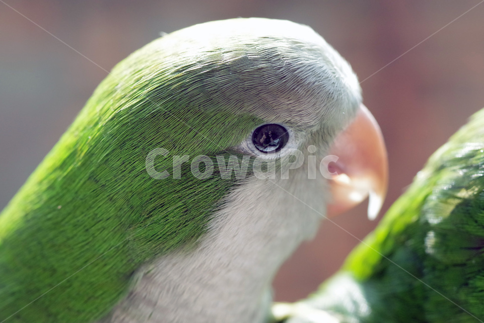 앵무새,봄,동물,조류,한스마카우,퀘이커,PARROT,MACAW,QUAKER,SPRING,동물,animal,조류,새,birds