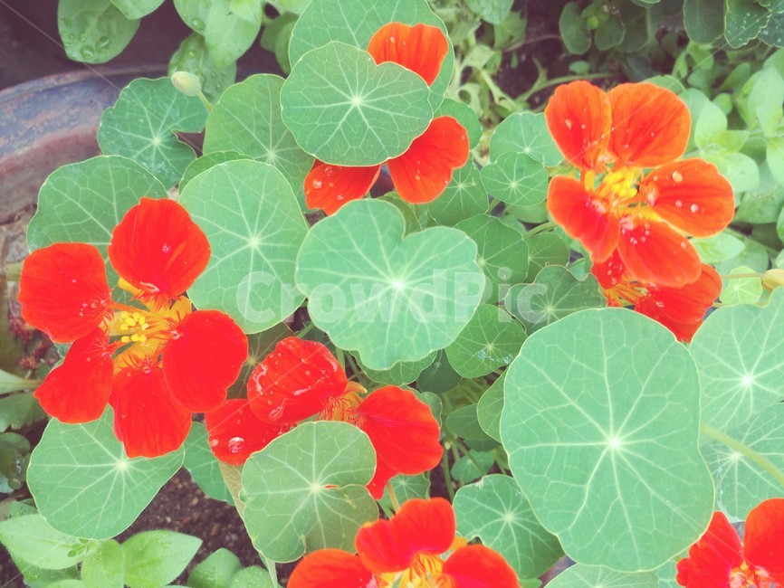 꽃,식물,빨강,초록,빗방울,식물,자연,plants,nature,꽃,flower