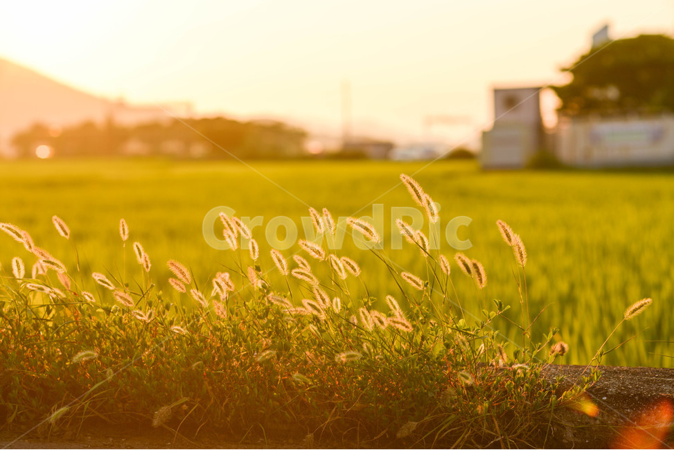강아지풀,식물,노을,일몰,농촌,자연,풍경,nature,landscape,휴식,힐링,rest,relaxation,healing,grass,잔디,plant,field,들