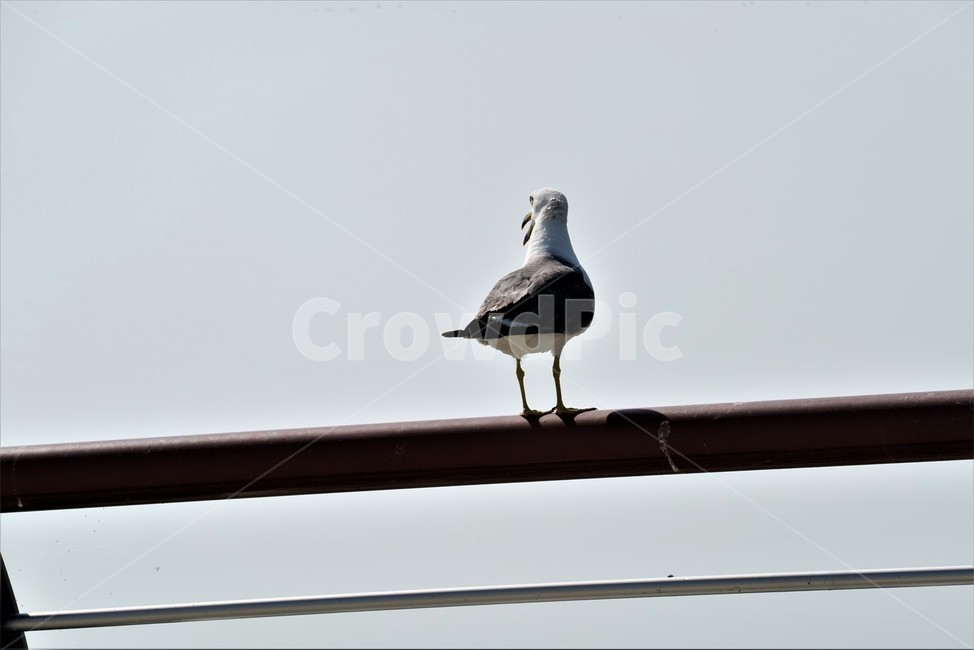 갈매기,도요목,commongull,새,조류,물새류,gull,괭이갈매기