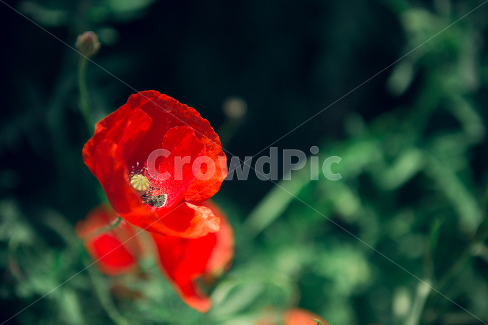 꽃,붉은꽃,식물,초록,빨간,빨강,녹색,flower,감성,red,green,식물,자연,plants,nature,꽃,flower