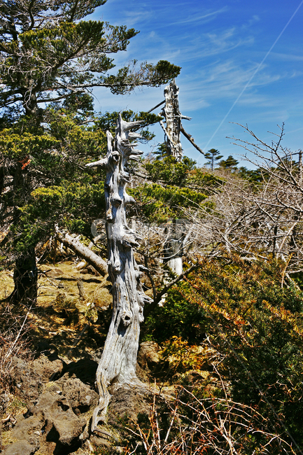 고사목,나무,쳔년목,숲,한라산,제주도,한라산국립공원,푸른하늘
