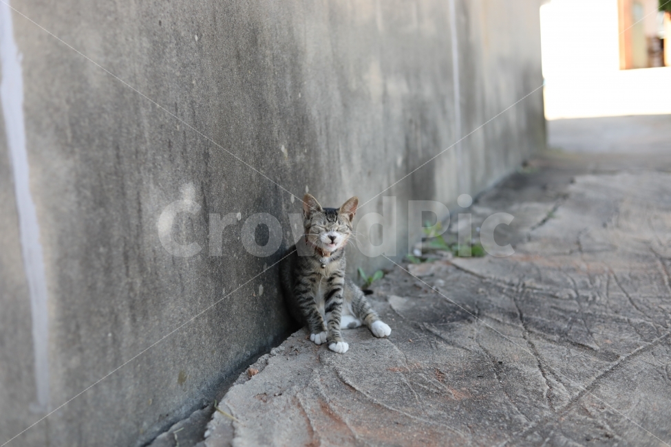 고양이,야옹이,찡긋,동물,빛모아농원,궁댕이아기,까망이,귀여운고양이,애완동물,동물,animal,포유류,mammal,고양이,cat,kitten,kitty