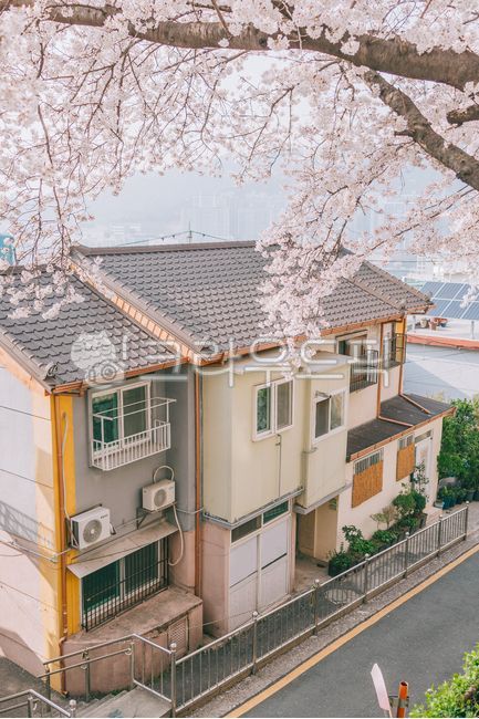 꽃,벚꽃,벚꽃길,raod,flower,봄,spring,봄꽃,cherryblossom,tree