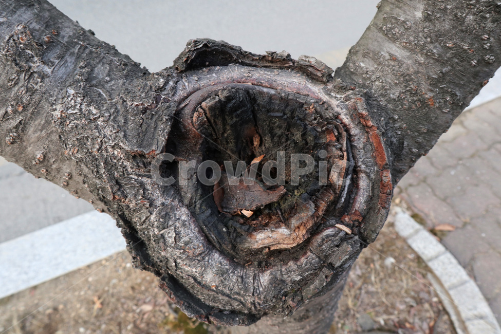 나무,나무상처,나무옹이,옹이,풍경,나무결,식물,자연,plants,nature,나무,trees,wood