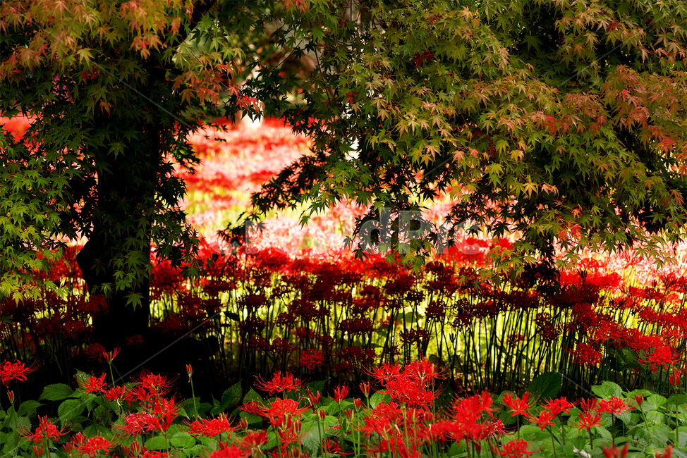 나무,그늘,꽃무릇,상사화,사랑,이룰수없는사랑,식물,자연,plants,nature,꽃,flower