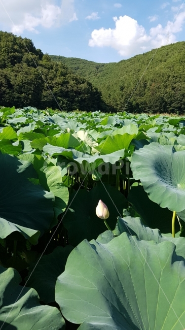 자연,생태,연꽃,수생식물,수련,외로움,꽃,꽃봉오리,잎사귀,연잎,푸르름,여름,여름,계절,summer,season,식물,자연,plants,nature,plant