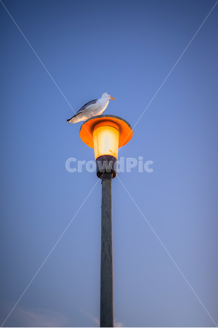 동물,animal,seagull,갈매기,bird,새,가로등,동물,animal,조류,새,birds