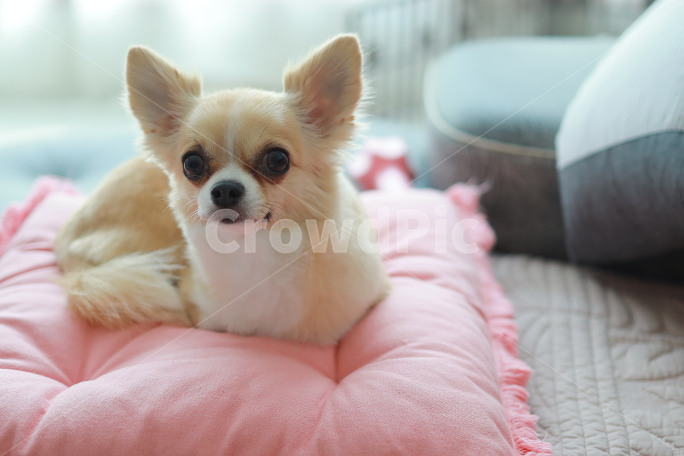 가족,반려견,치와와,강아지,감성사진,따뜻함,동물,개,animal,happy,dog