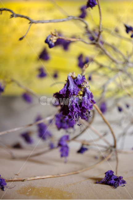 꽃,flower,포푸리,color,보라색,꽃,flower