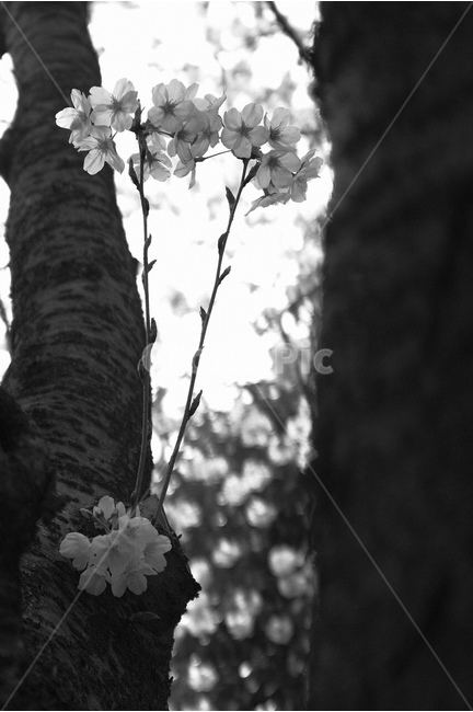 흑백,사진,분위기,벚꽃,산책,봄,계절,spring,season,식물,자연,plants,nature,꽃,flower,흑백,모노톤,monochrome,black and white,plant,tree,나무,blossom