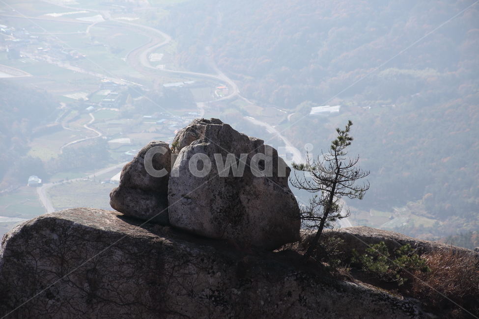 남해금산,바위,소나무,나무,식물,pine,자연,풍경,nature,landscape,scenery,outdoors,옥외,경치