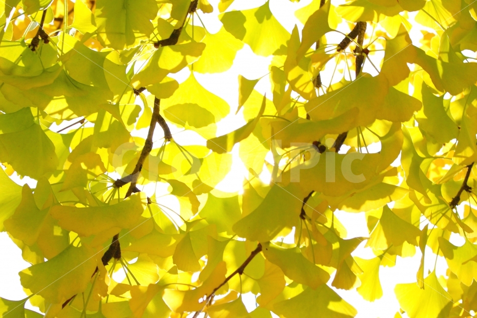 풍경사진,감성사진,자연,가을,은행잎,은행나무,햇빛,가을,계절,fall,autumn,season,식물,자연,plants,nature,leaf,잎,plant