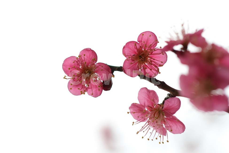 매화,홍매화,식물,꽃,flower,식물,자연,plants,nature,꽃,flower