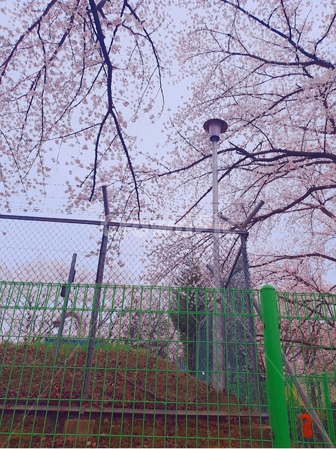 봄,벚꽃,자연,나무,하늘