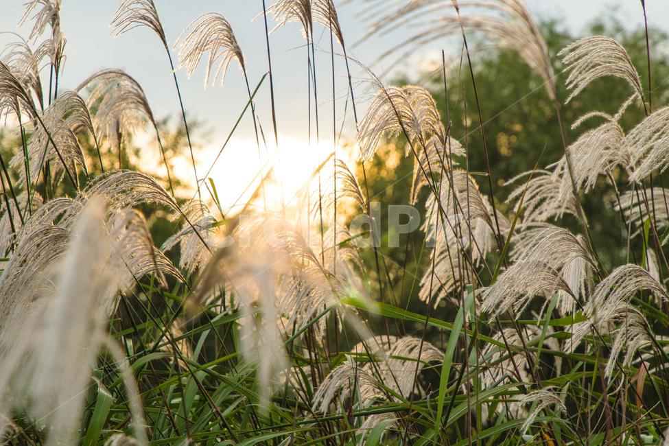 갈대,황금빛,공원,자연,해질녘,식물,자연,plants,nature