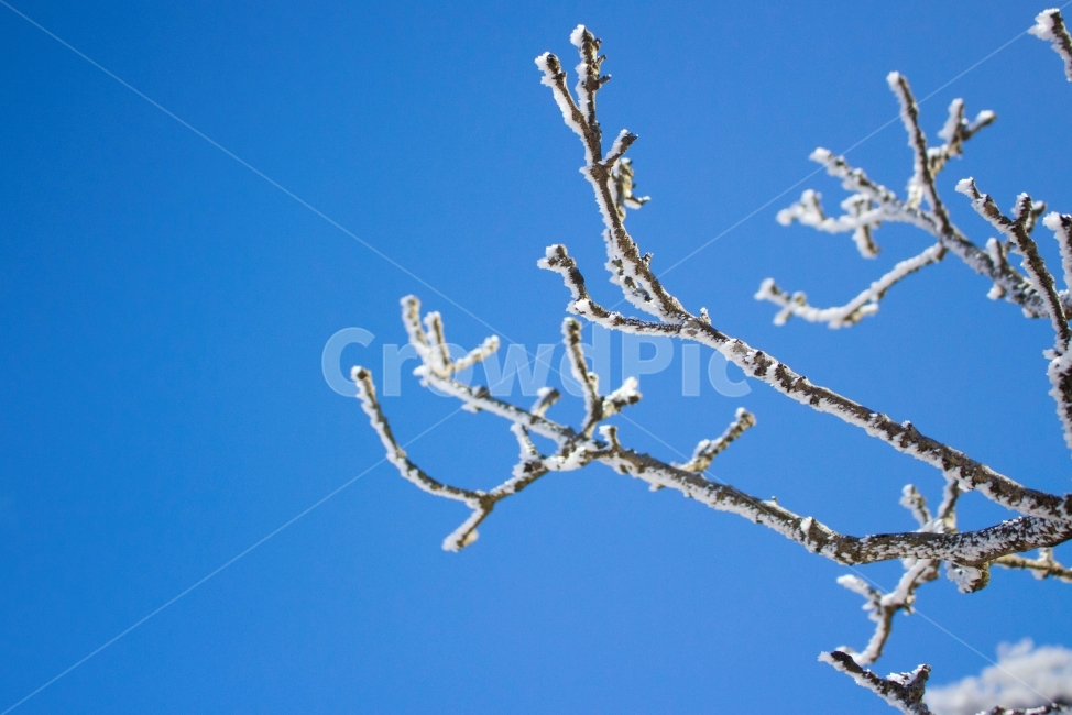 겨울,눈,나뭇가지,겨울나무,상고대,winter,branch,언가지,언나뭇가지,눈의꽃,겨울,계절,winter,season,식물,자연,plants,nature,나무,trees,wood