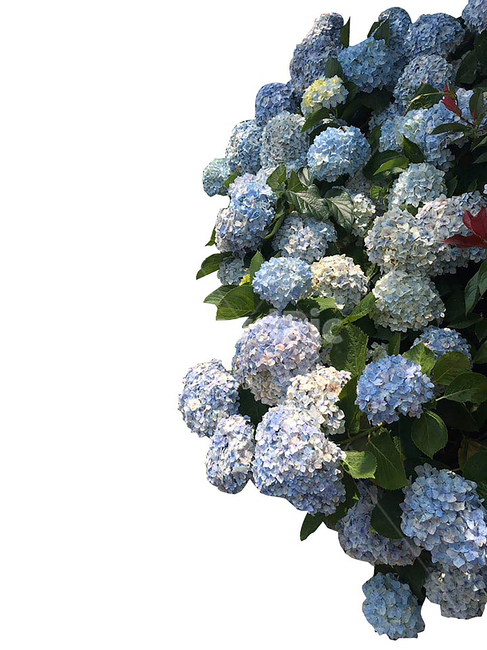 수국,꽃,hydrangea,flower,파란색꽃,식물,plant,부케,꽃꽂이,하늘색,sky,flowerbouquet,flowerarrangement,꽃다발
