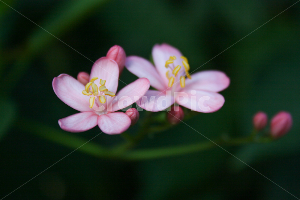 꽃,분홍색,분홍꽃,자연,식물,flower