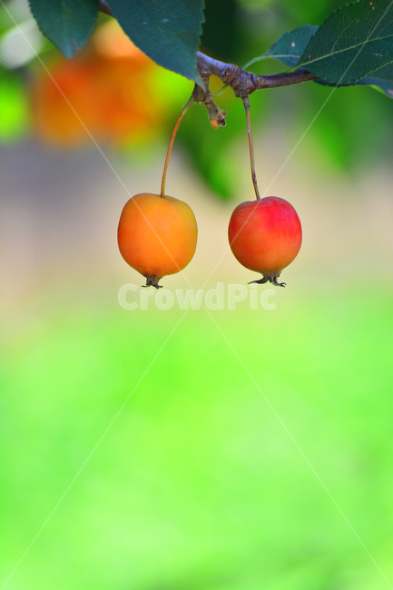 small,atmosphere,fruit,tree fruit,yellow,sour,two,red,apple,peeling,fruit tree,jam,fruition,ripe,sensible,green,Background,baby apple,feeling,juice,food,orange,side by side,emotion,dessert,orchard,background,refreshing,plant,edible,sweet