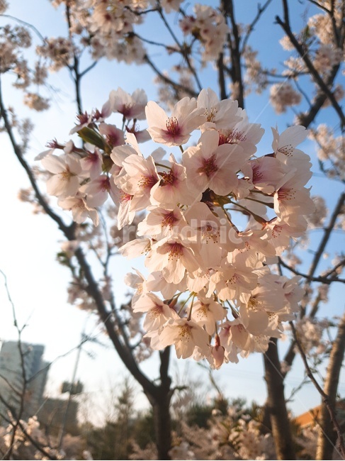 벚꽃,봄꽃,식물,봄의꽃,벚꽃송이,벚꽃나무,봄,계절,spring,season,식물,자연,plants,nature,꽃,flower,plant,blossom