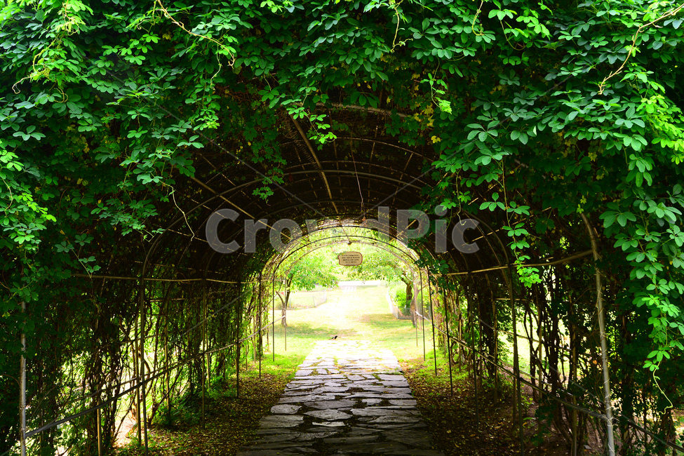 정원,비밀의정원,힐링,공원,plant,park,산책길,휴식,쉼터,그린,초록,터널,가든,garden,식물,나무,덩굴식물,그늘,자연,풍경,nature,landscape,휴식,힐링,rest,relaxation,healing,outdoors,옥외,arbour,정자,porch,현관,patio,안마당