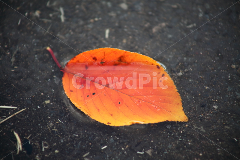 낙엽,가을,단풍,잎,fallenleaves,가을,계절,fall,autumn,season,plant,식물,leaf,veins,정맥