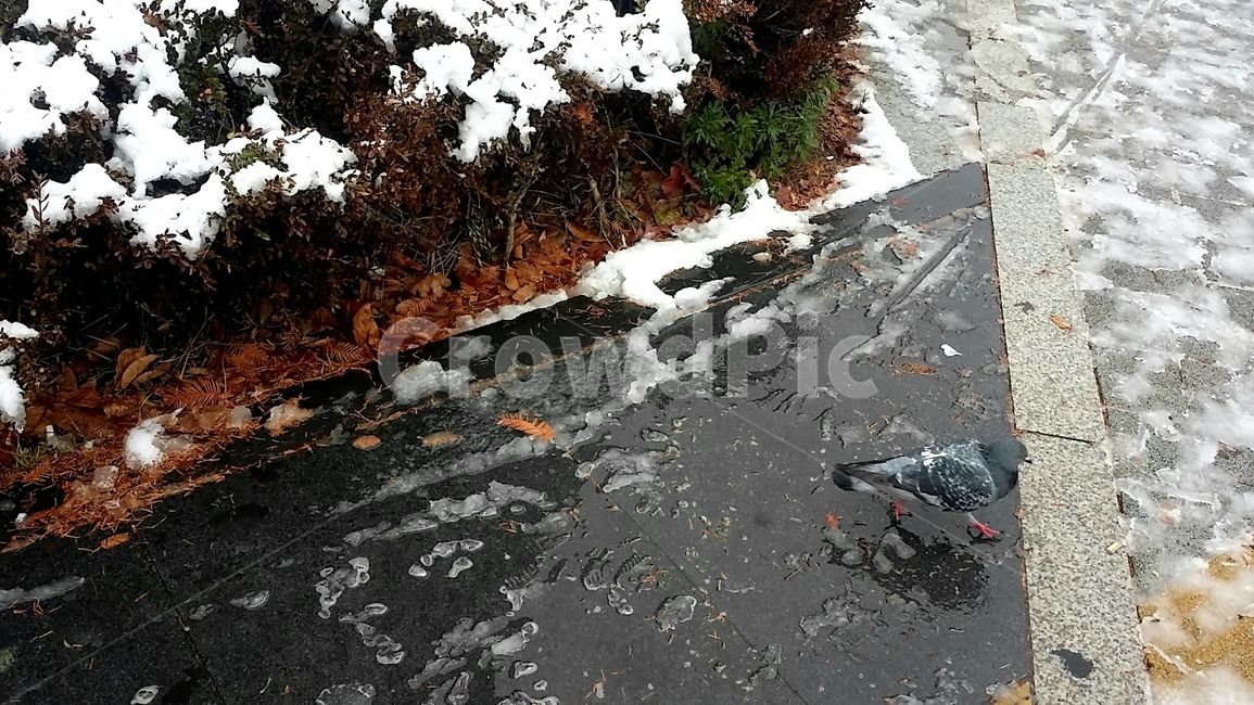 비둘기,눈,겨울,계절,새,동물,날씨,연말,겨울,계절,winter,season,동물,animal,조류,새,birds