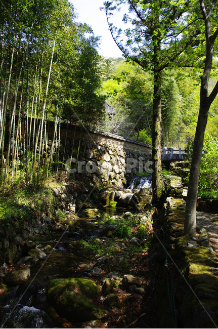 전통,담장,나무,식물,plant,봄,spring,초록,자연,풍경,nature,landscape