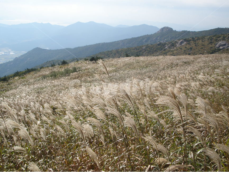 가을산,갈대밭,바람,가을,풍경,가을,계절,fall,autumn,season,자연,풍경,nature,landscape,grass,잔디,plant,식물,lawn,reed,갈대
