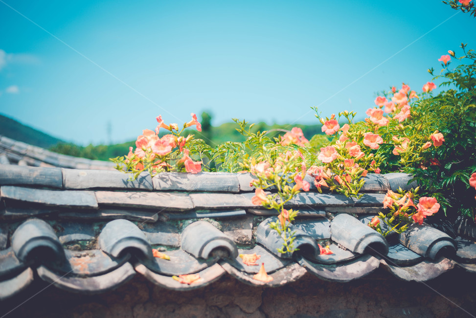 능소화,식물,꽃,주황색,여름꽃,한국전통,한국문화,korean traditional,korean culture,식물,자연,plants,nature,꽃,flower,감성,sensible,feeling