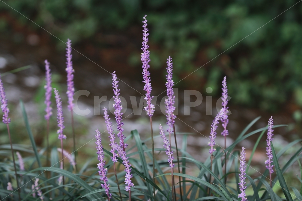 맥문동,꽃길,숲길,꽃,들꽃,식물,자연,plants,nature,꽃,flower