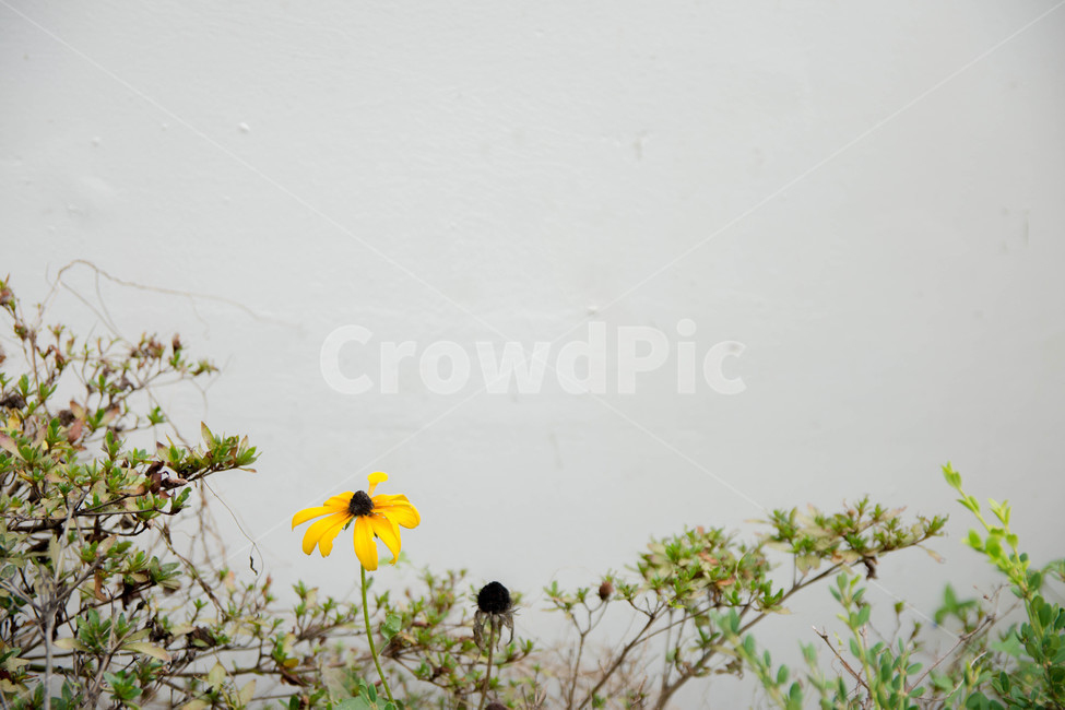 식물,꽃,잔디,흰색,벽,노란색,쓸쓸한,자연,식물,자연,plants,nature