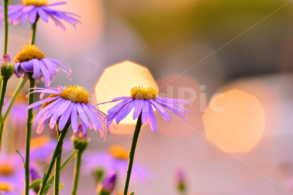 가을,국화,아웃포커스,보케,빛망울,가을꽃,꽃,플라워,flowers,plants,식물,가을분위기,가을느낌,국화과,벌개미취,보라색꽃,배경흐림,계절,시즌,늦가을,leaf,season,maple,시안,디자인,디자이너,출판,편집,책자,서적,사보,카다로그,콘텐츠,리플렛,브로셔,컨셉,콘셉,컨셉트,모바일,팝업,전단,광고,색감,칼라풀,아름다운,뷰티풀,beautiful,sns,ebook,웹,마케팅,마켓팅,감성,필,느낌,서정,autumn,fall,red,color,emotion,feeling,11월,10월,빛,식물,자연,plants,nature,꽃,flower,휴식,힐링,rest,relaxation,healing