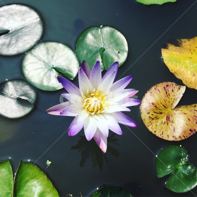 꽃,연꽃,보라,purple,초록,녹색,연못,flower,연잎,여름,가을,자연,물,식물,자연,plants,nature,꽃,flower