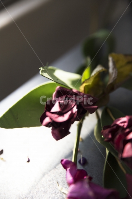 꽃,소품,출사,빛,장미,식물,자연,plants,nature,꽃,flower