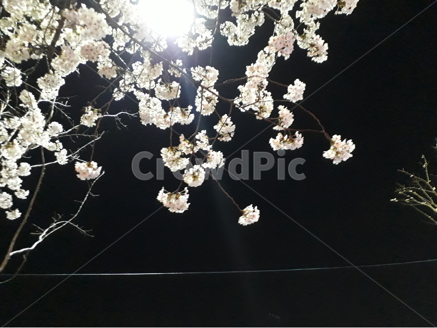 벚꽃,빛,전깃줄,꽃,야경,가지,나뭇가지,봄,계절,spring,season,야경,밤,풍경,nightscape,night,landscape,식물,자연,plants,nature,꽃,flower,plant,blossom